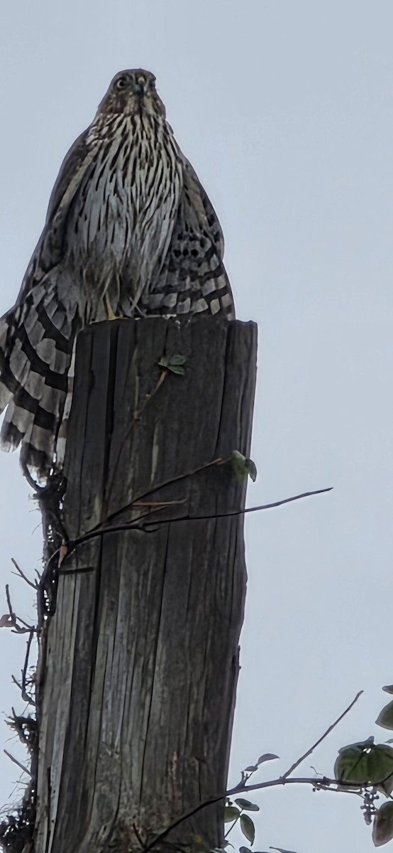 jestřáb americký - ML642635091