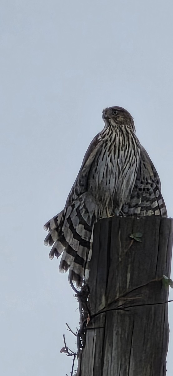 jestřáb americký - ML642635092