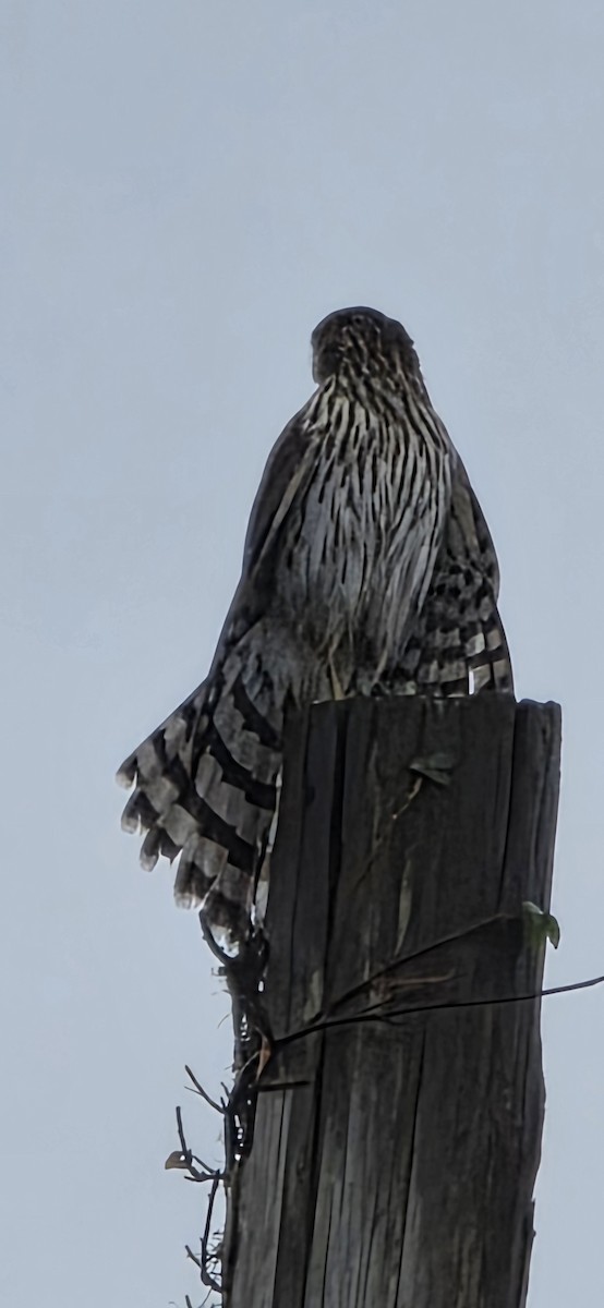 jestřáb americký - ML642635093