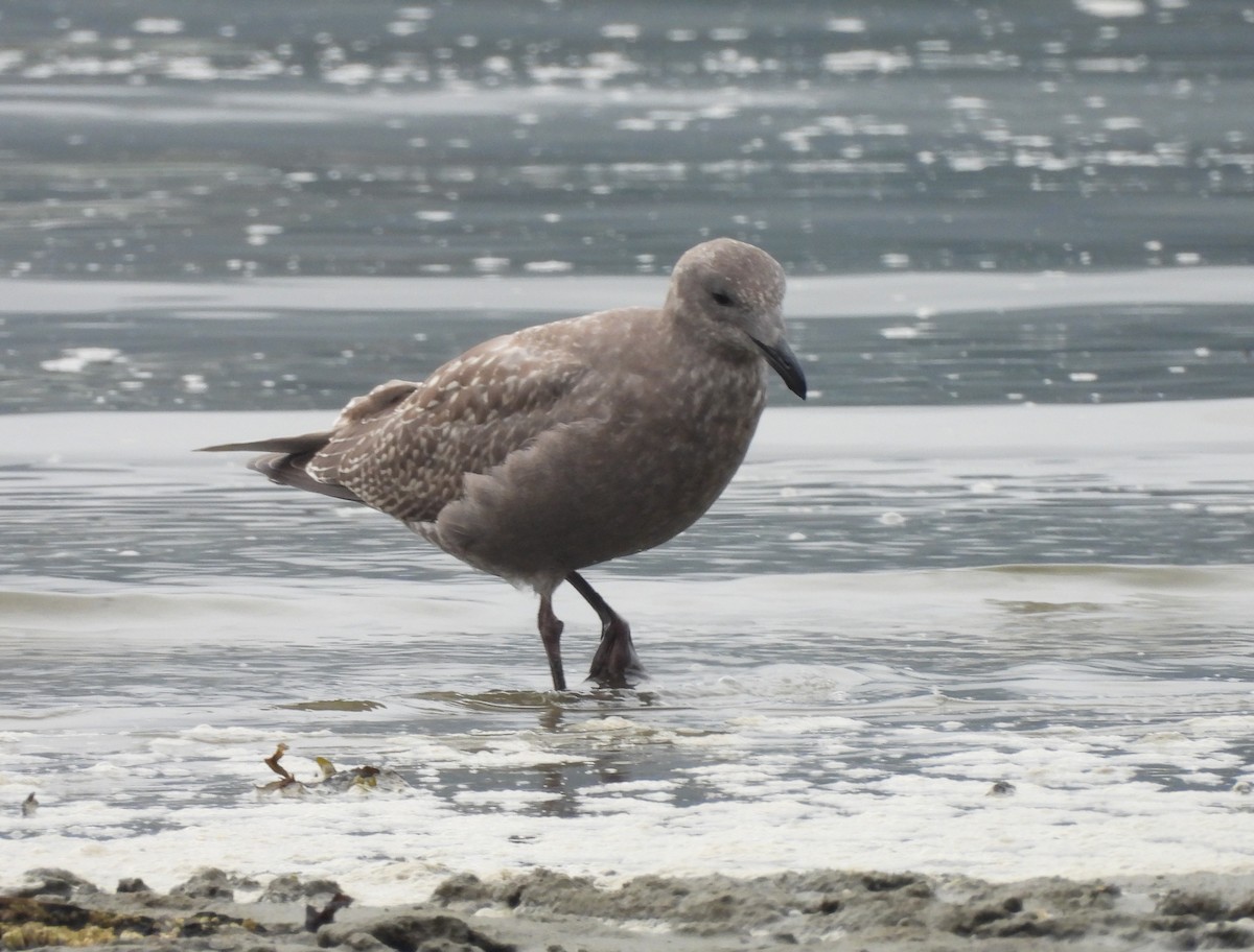Glaucous-winged Gull - ML642635100