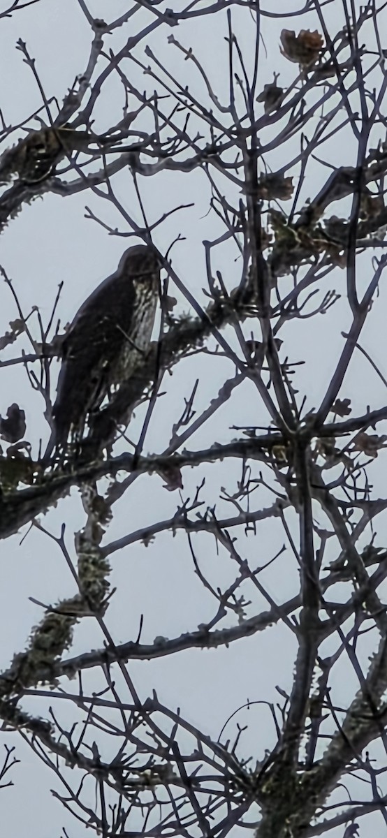 jestřáb americký - ML642635109