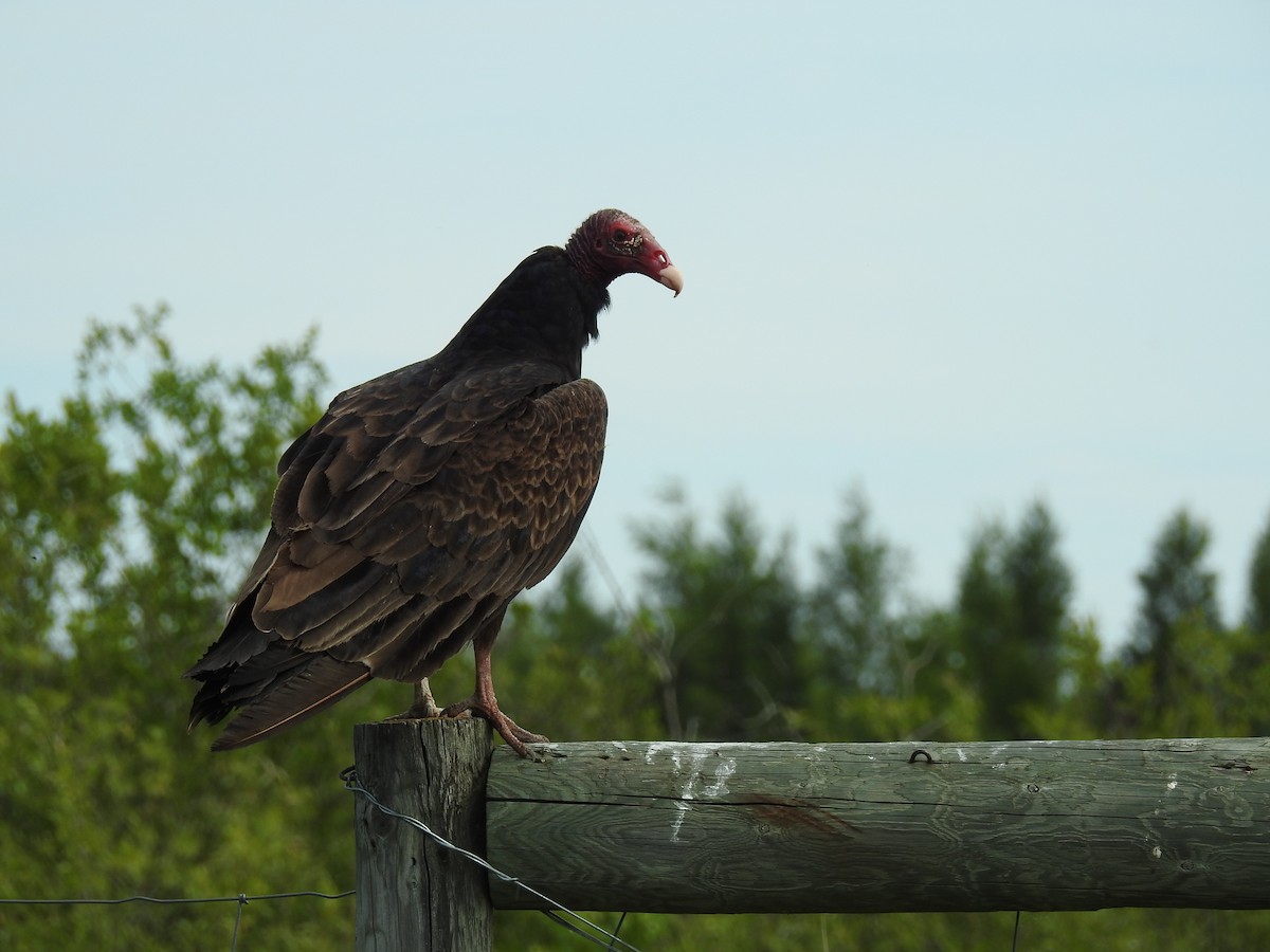 Turkey Vulture - ML64263511