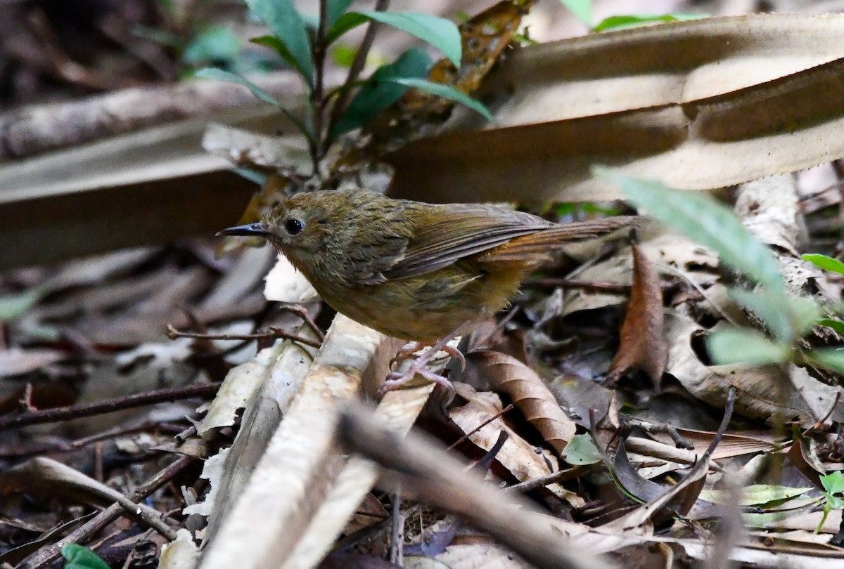 Atherton Scrubwren - ML642635116