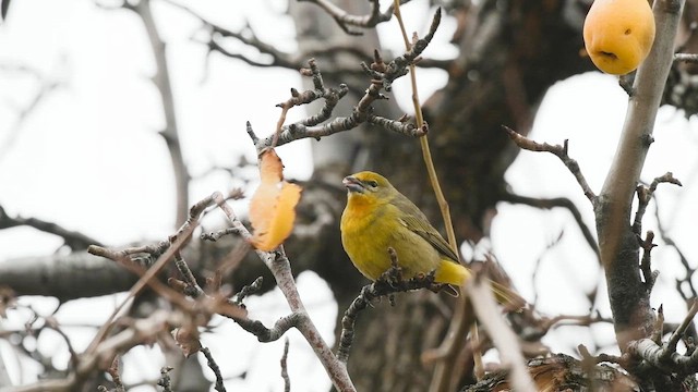 Hepatic Tanager - ML642635119