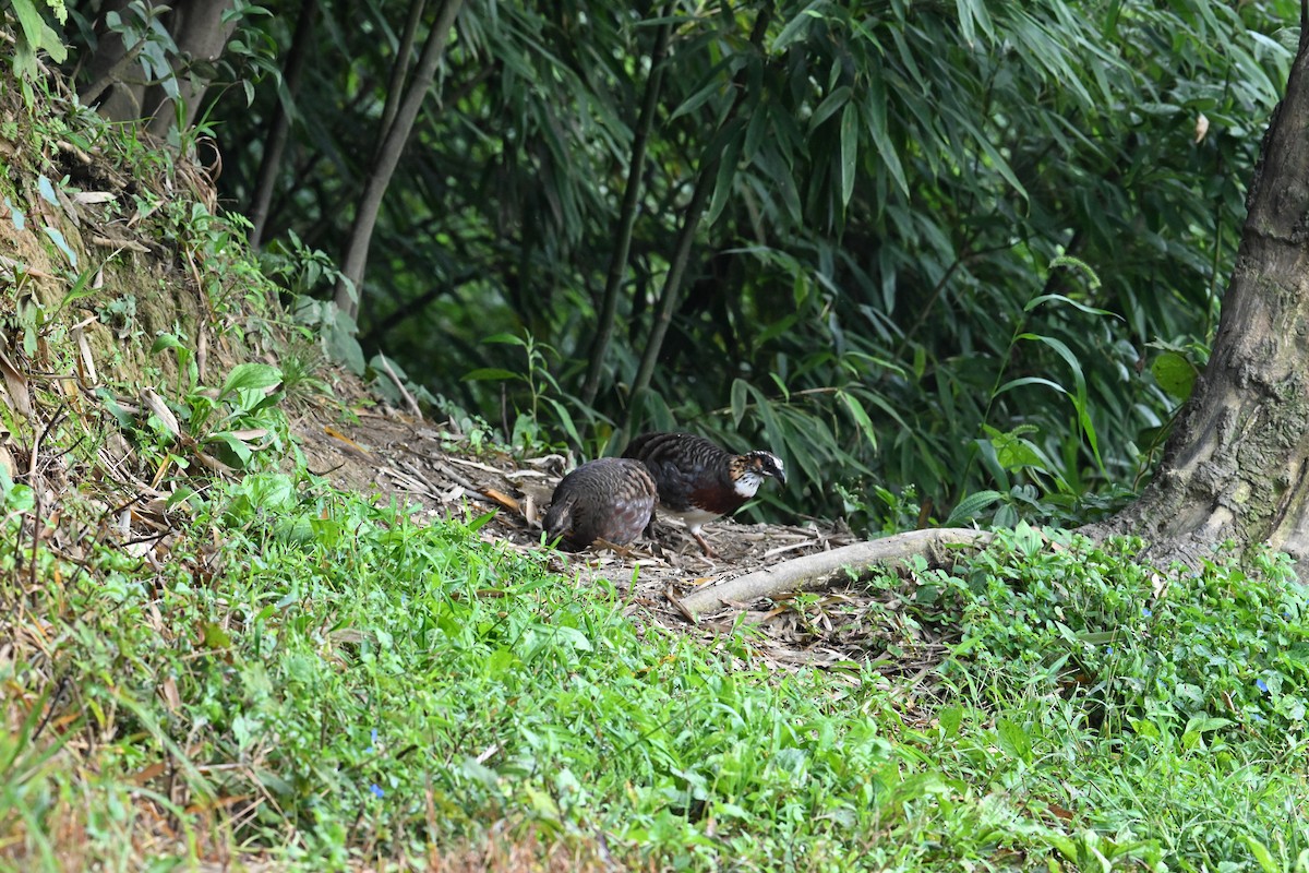 Sichuan Partridge - ML642635130