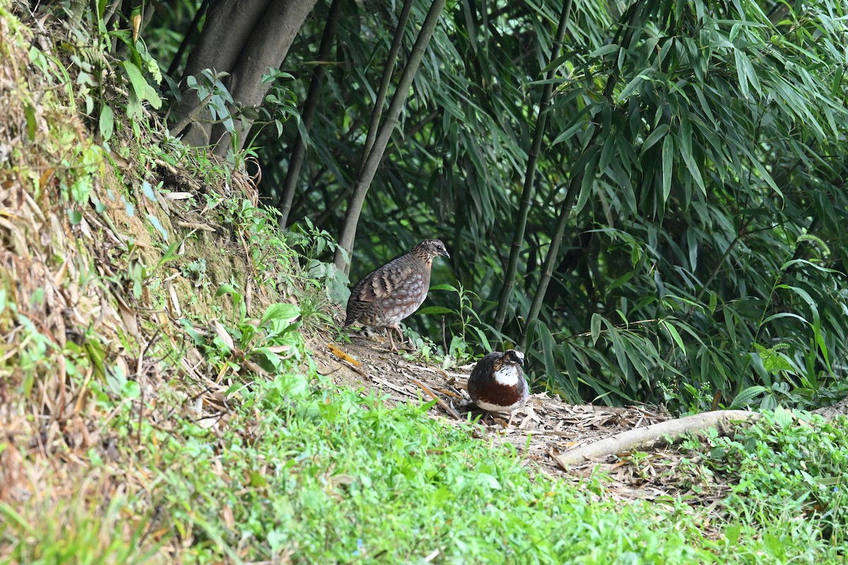 Sichuan Partridge - ML642635131