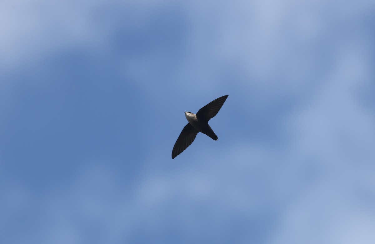 Chimney Swift - ML642635133