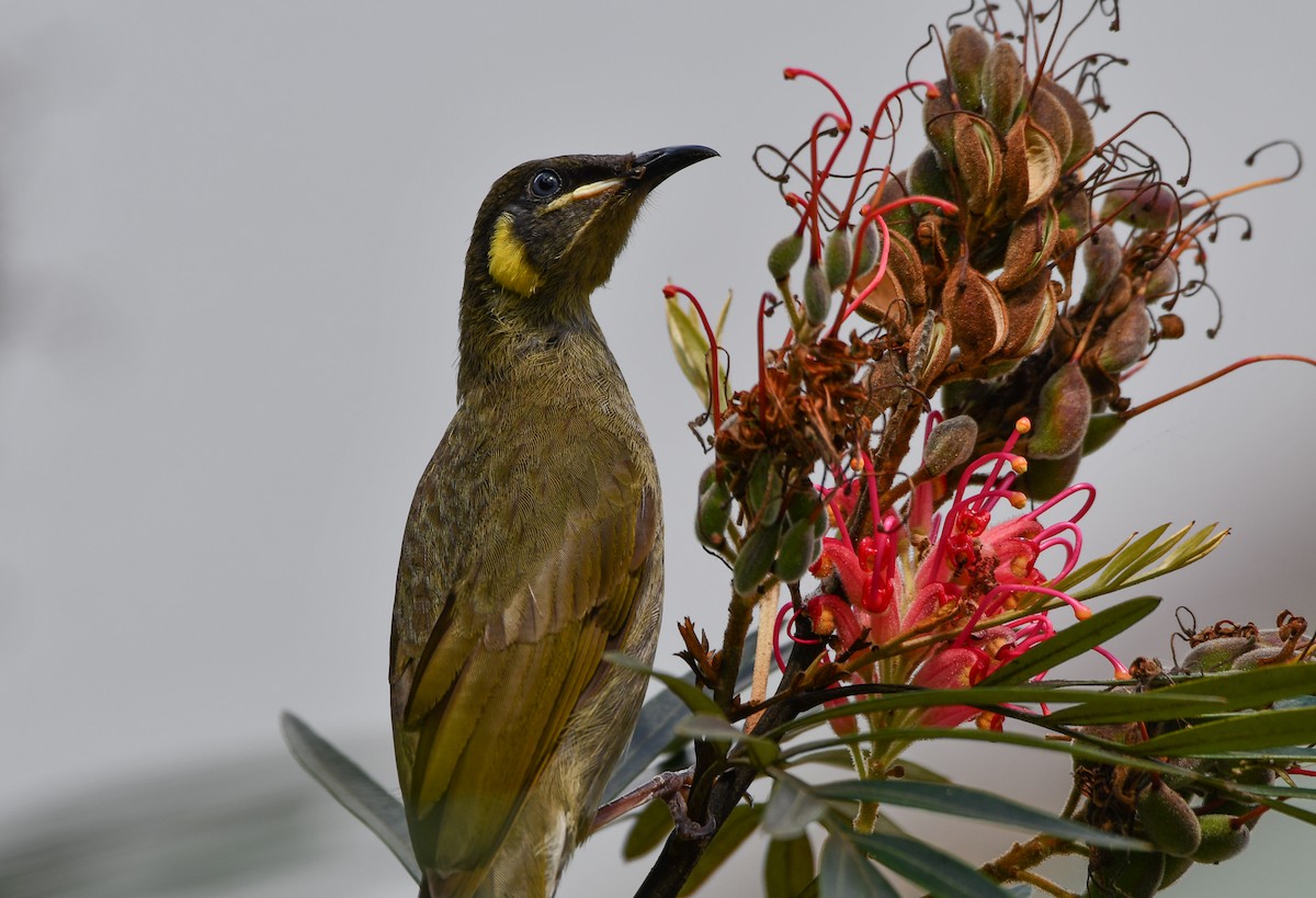 Lewin's Honeyeater - ML642635134