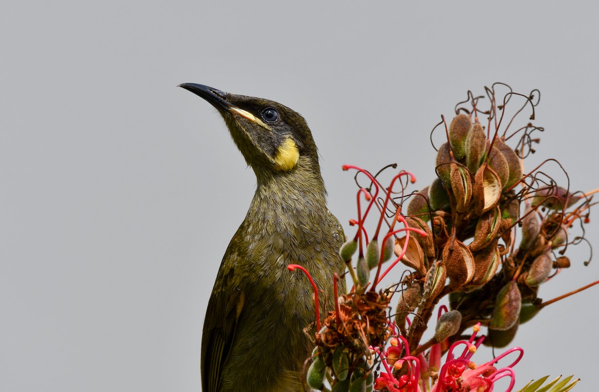 Lewin's Honeyeater - ML642635136