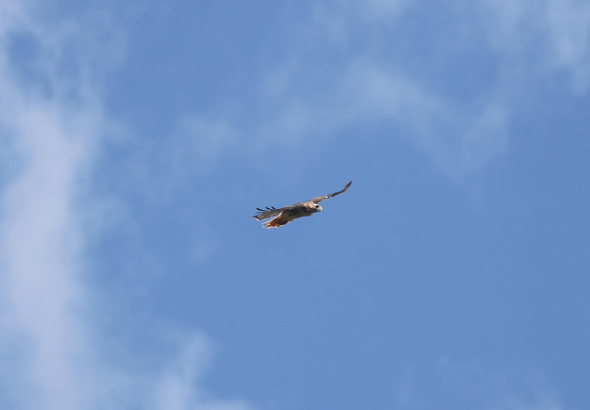 Red-tailed Hawk - ML642635137
