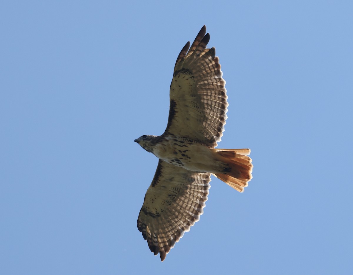 Red-tailed Hawk - ML642635138