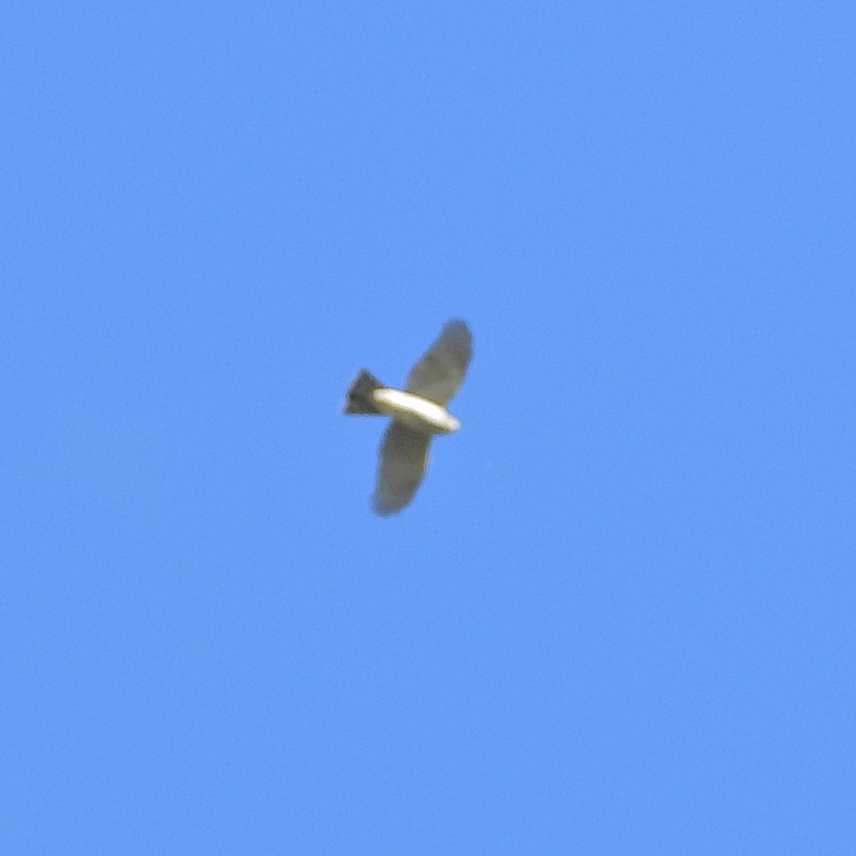 Broad-winged Hawk - ML642635139