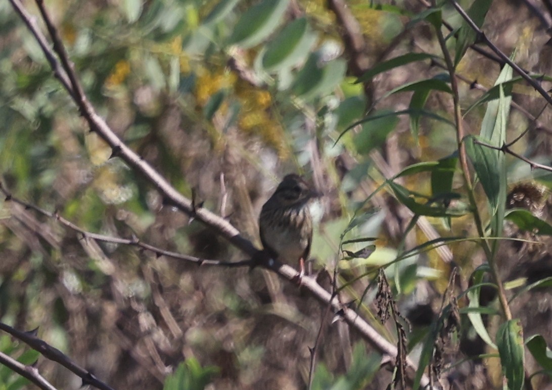 Lincoln's Sparrow - ML642635145
