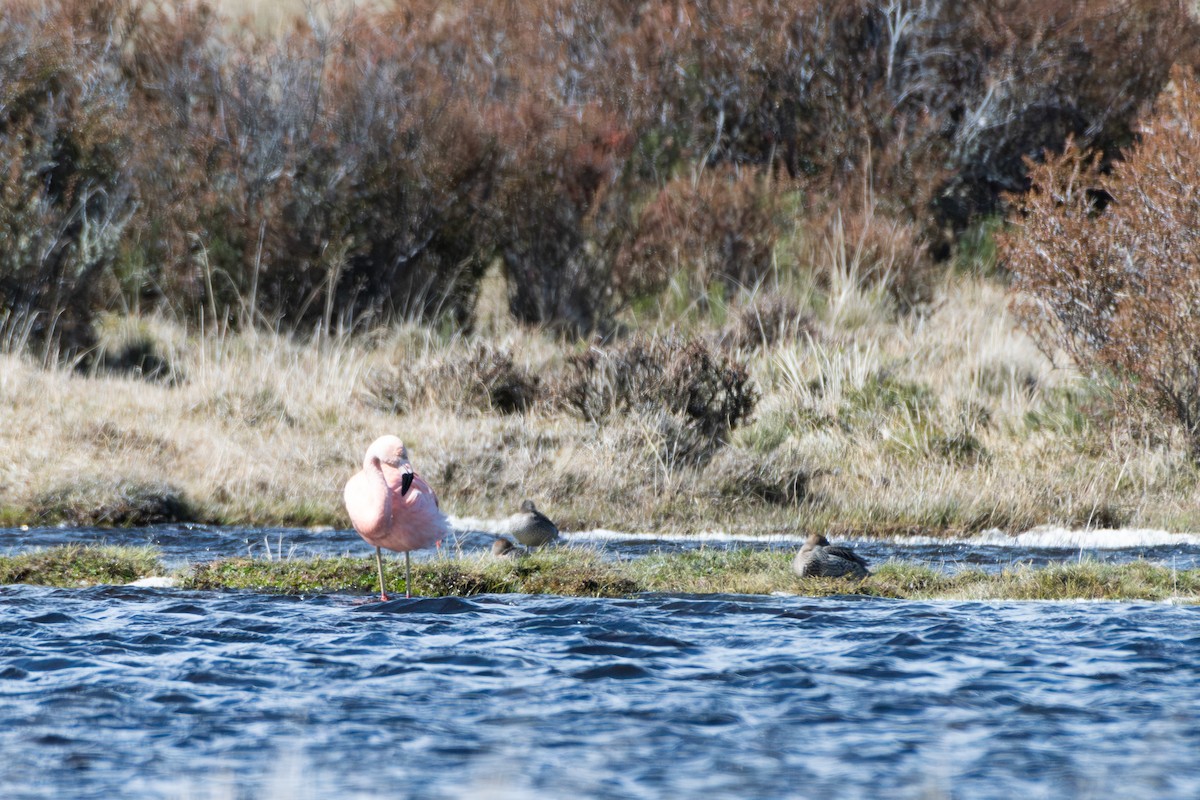 Chilean Flamingo - ML642635148