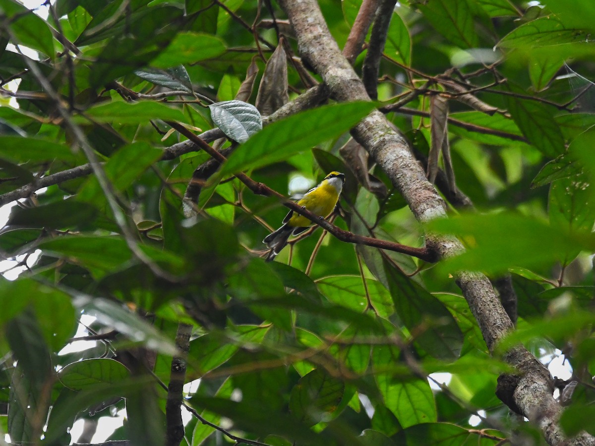 Yellow-breasted Boatbill - ML642635151