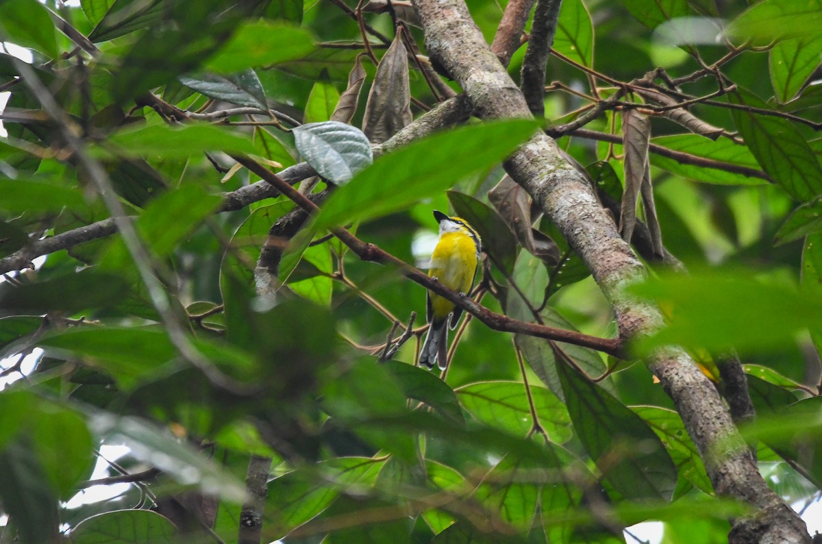 Yellow-breasted Boatbill - ML642635155