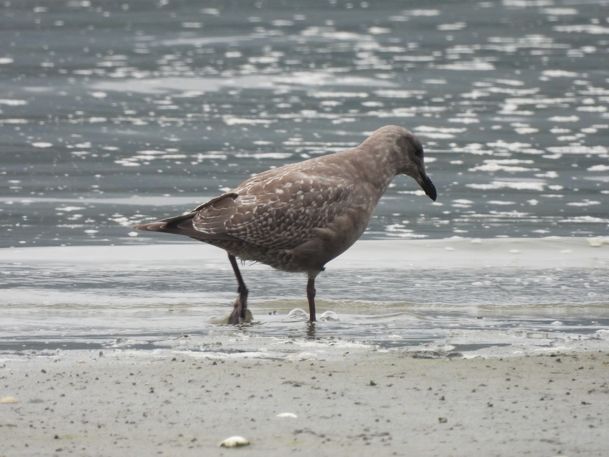 Glaucous-winged Gull - ML642635161