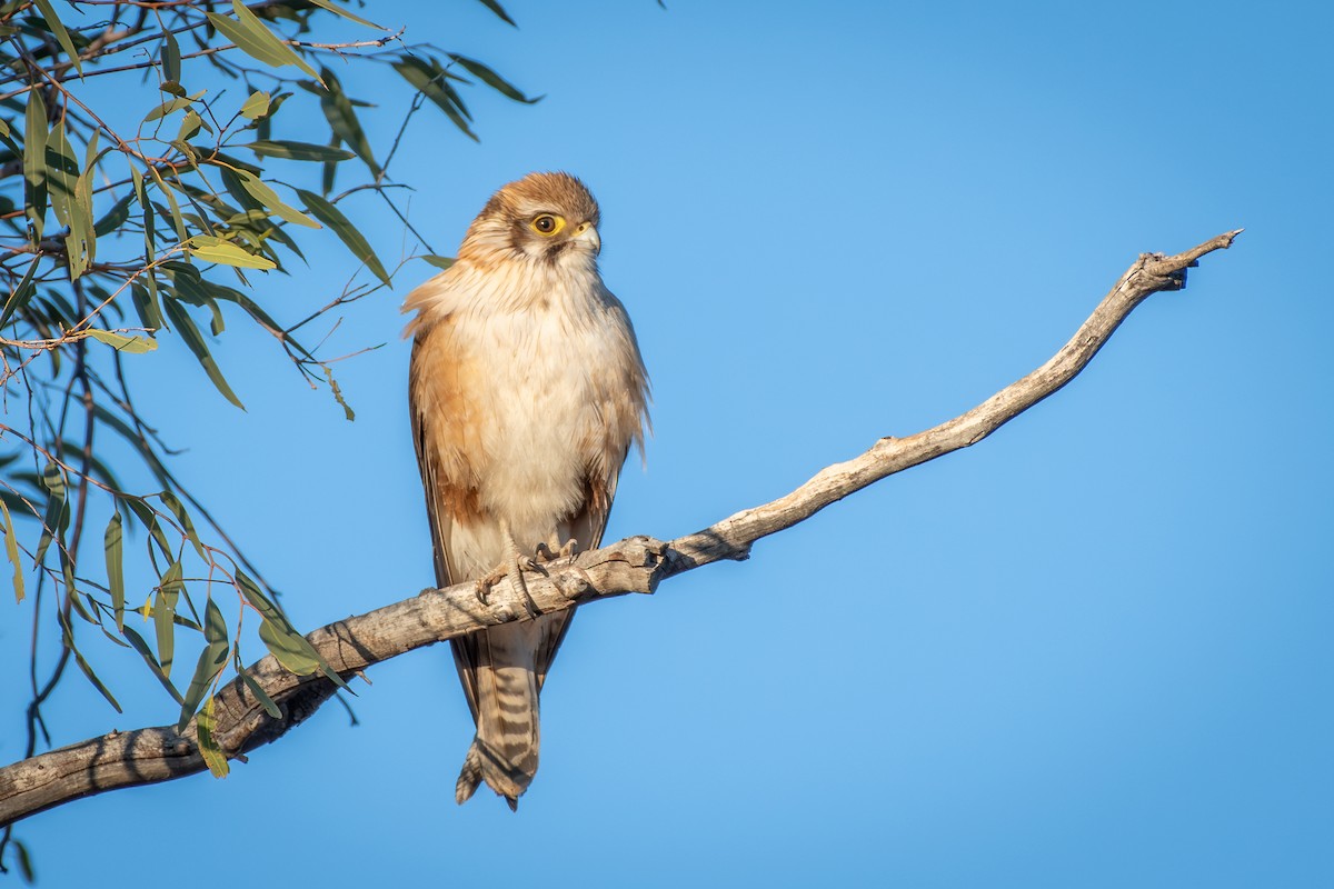 Brown Falcon - ML642635191