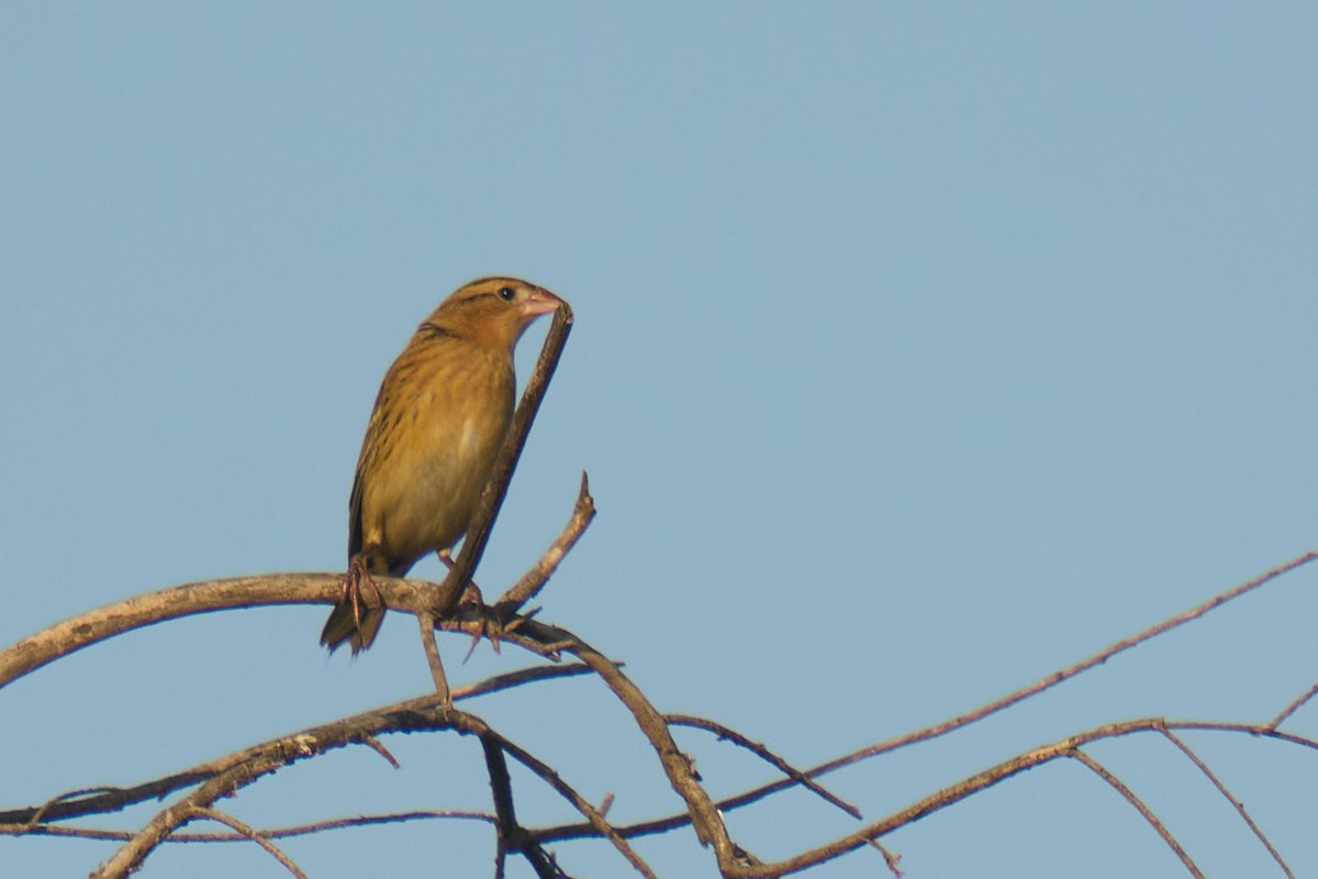 Bobolink - ML642635218