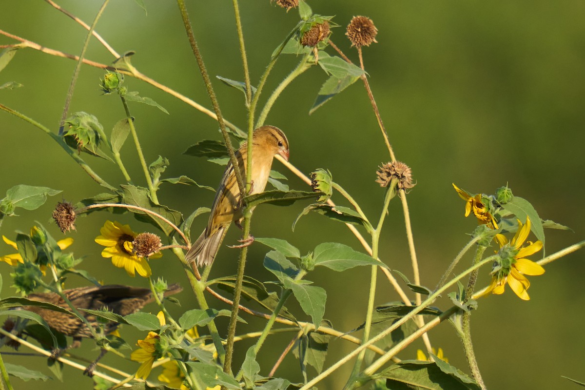 Bobolink - ML642635219