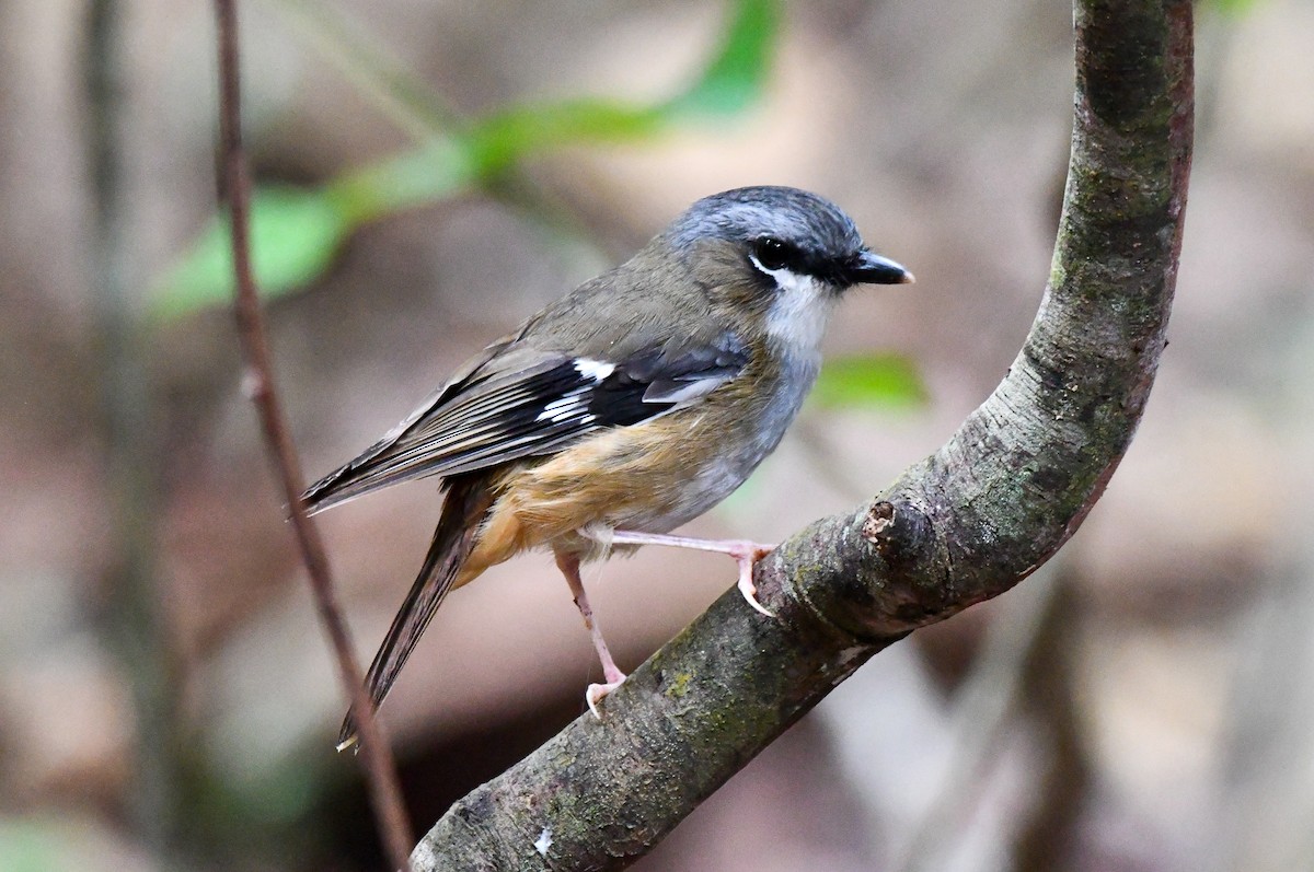 Gray-headed Robin - ML642635223
