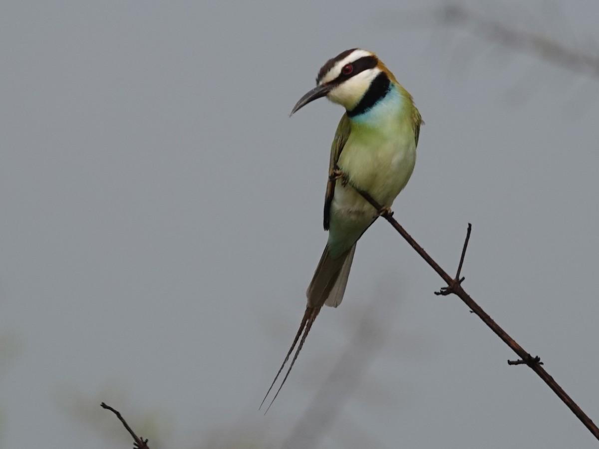 White-throated Bee-eater - ML642635227
