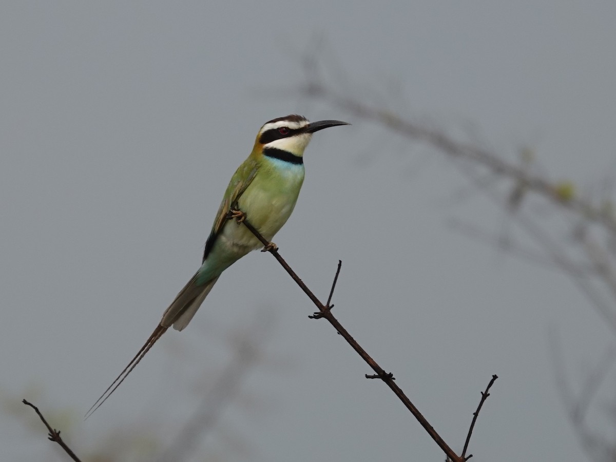 White-throated Bee-eater - ML642635228