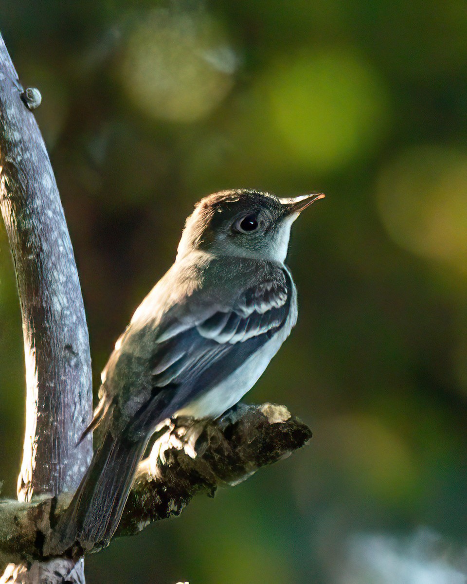 Eastern Wood-Pewee - ML642635232