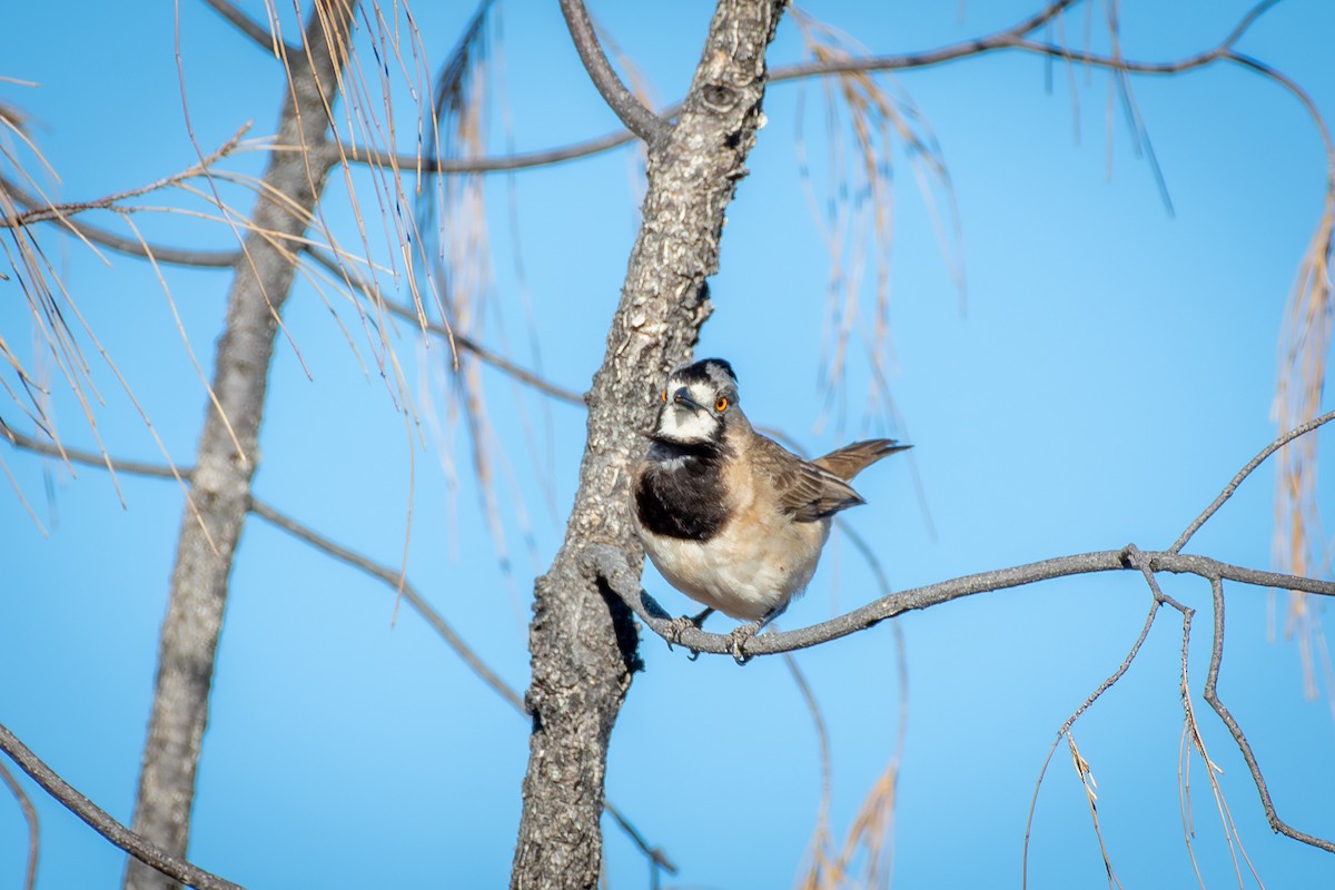 Crested Bellbird - ML642635242