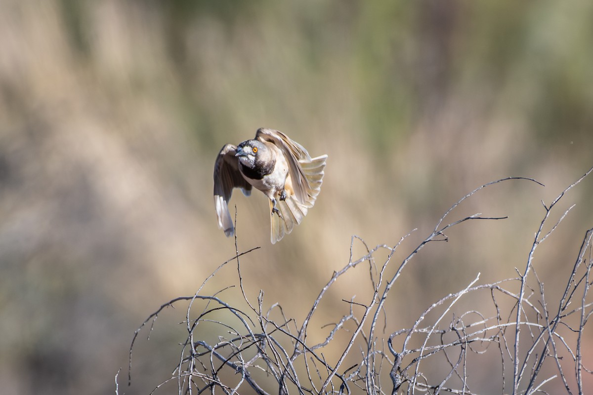 Crested Bellbird - ML642635243