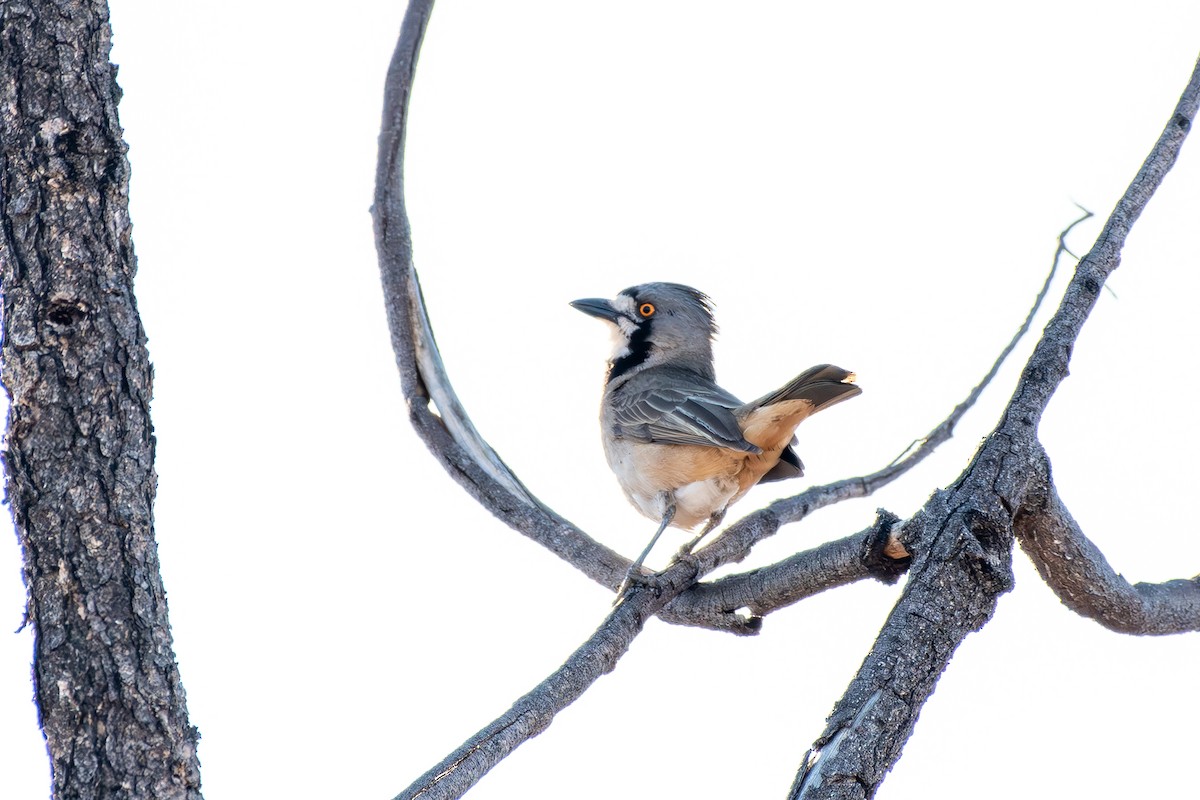 Crested Bellbird - ML642635244