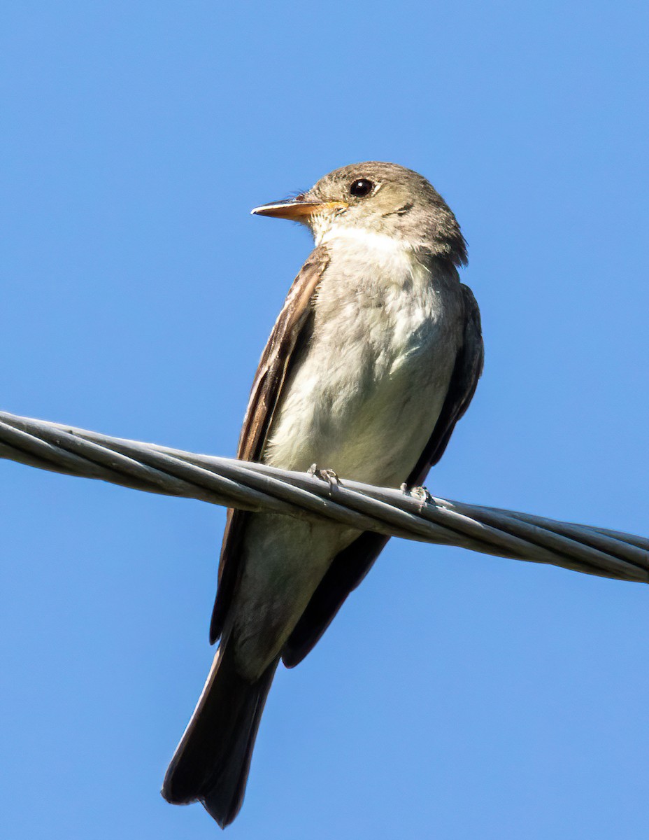 Eastern Wood-Pewee - ML642635246