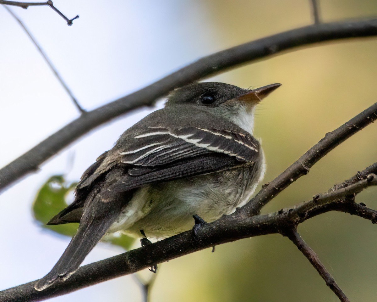 Eastern Wood-Pewee - ML642635259