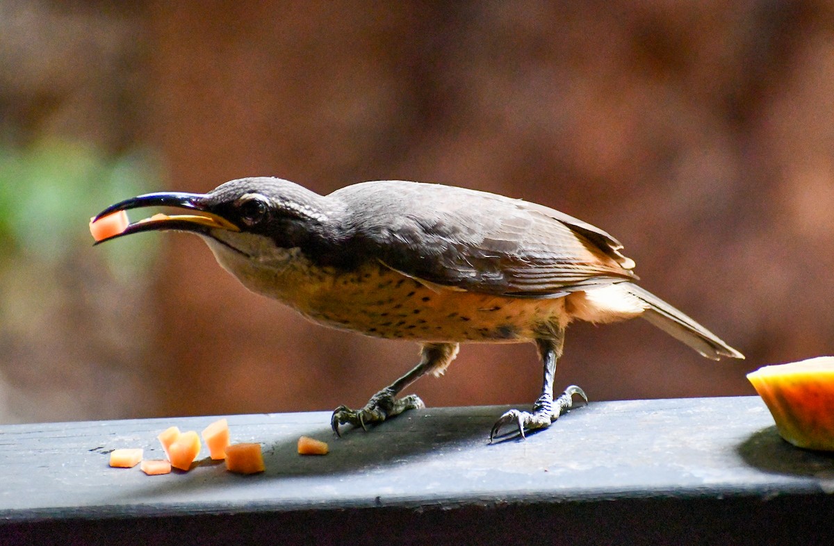 Victoria's Riflebird - ML642635260