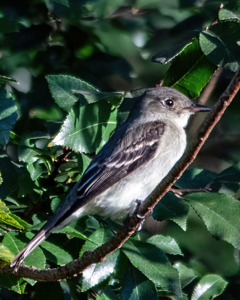 Eastern Wood-Pewee - ML642635262