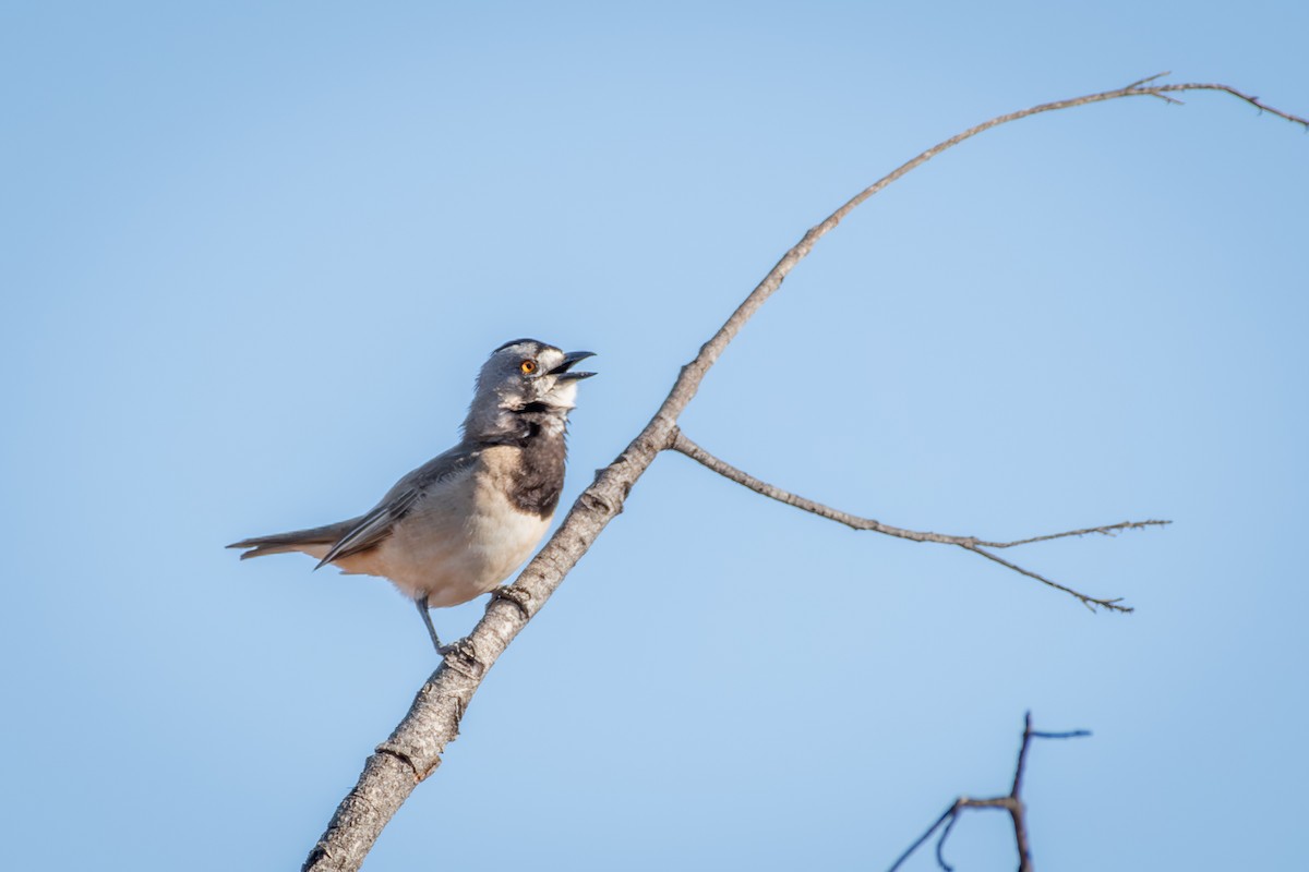 Crested Bellbird - ML642635263