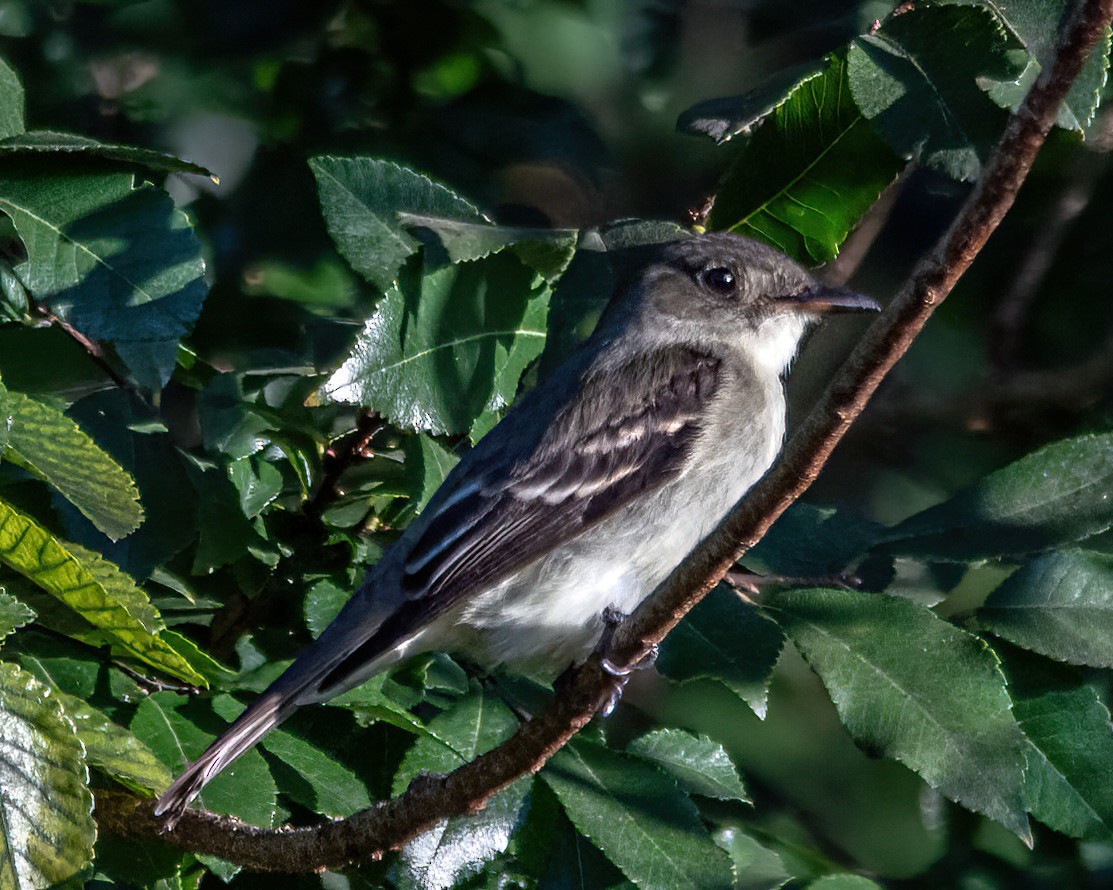 Eastern Wood-Pewee - ML642635265
