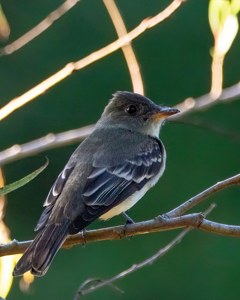 Eastern Wood-Pewee - ML642635270