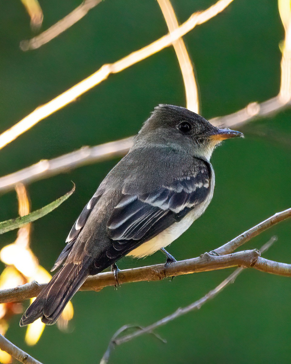 Eastern Wood-Pewee - ML642635272