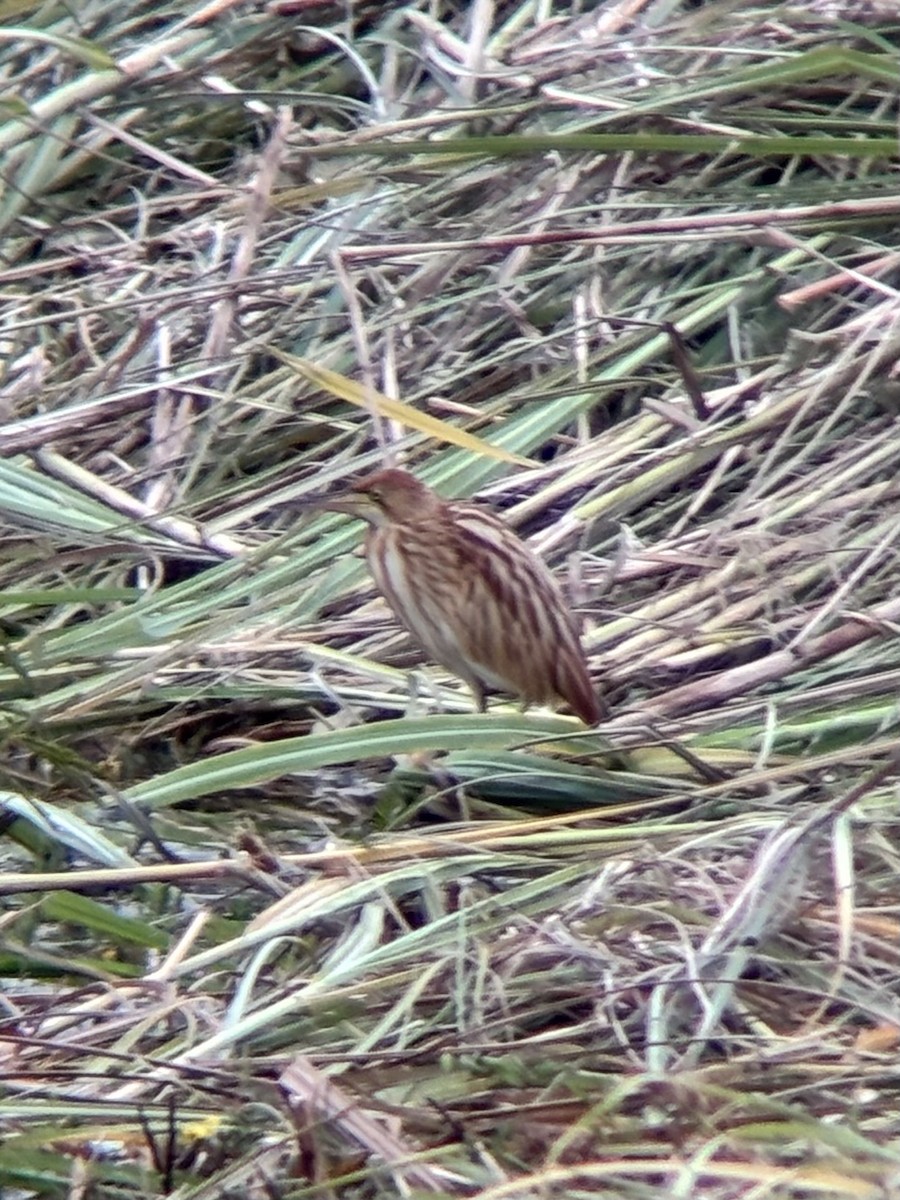 Yellow Bittern - ML642635276