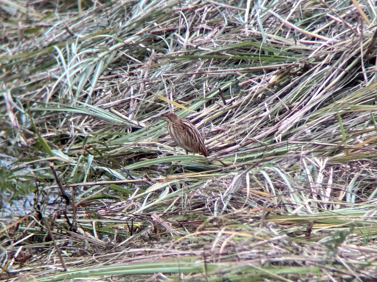 Yellow Bittern - ML642635277