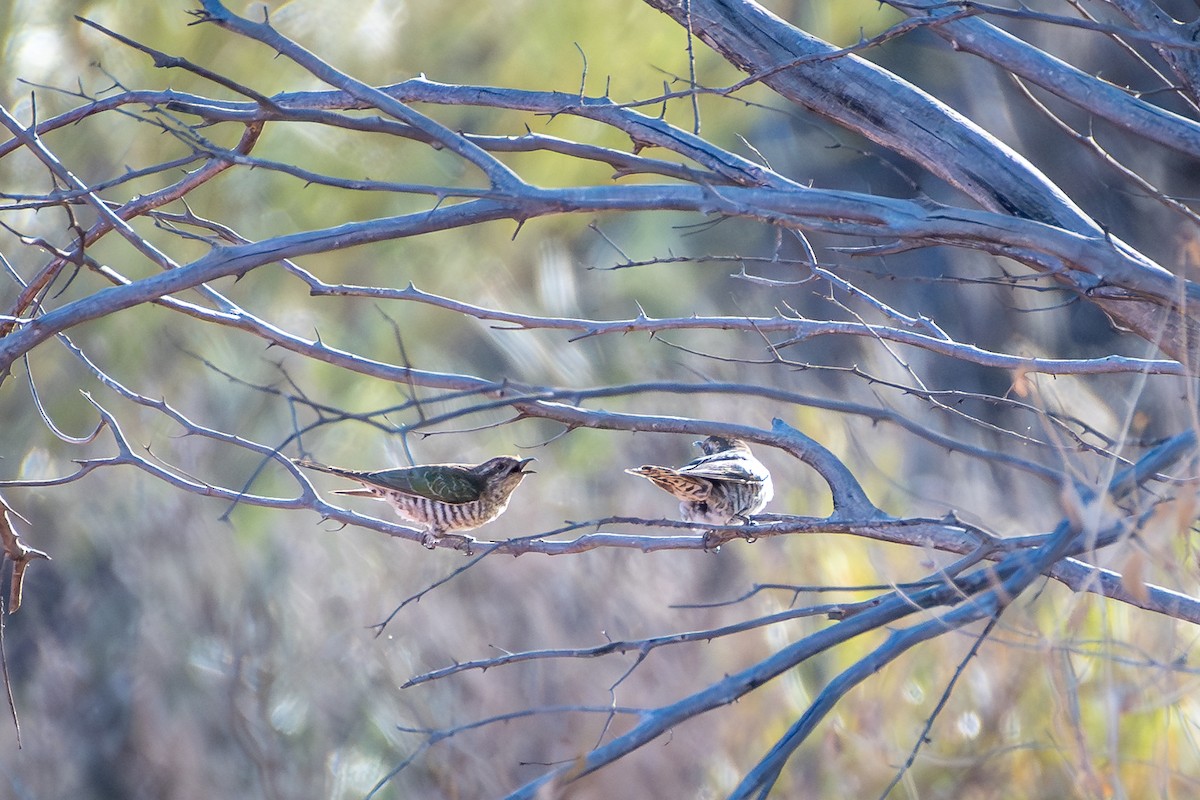 Horsfield's Bronze-Cuckoo - ML642635282