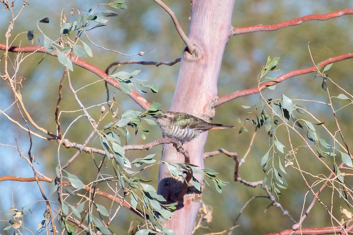 Horsfield's Bronze-Cuckoo - ML642635283