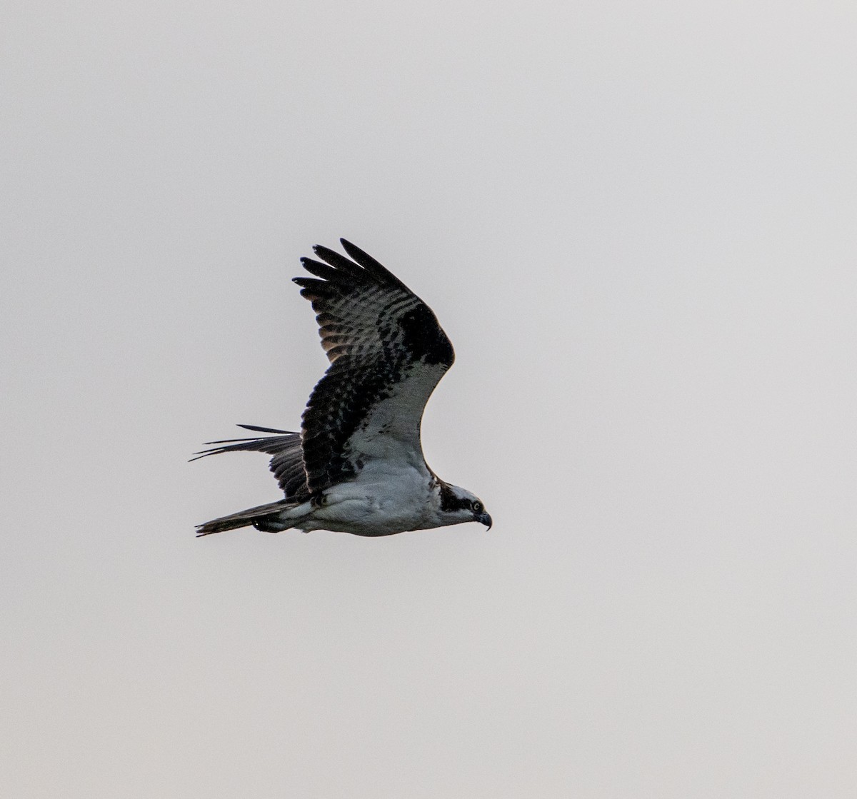 Falco pescatore - ML642635284