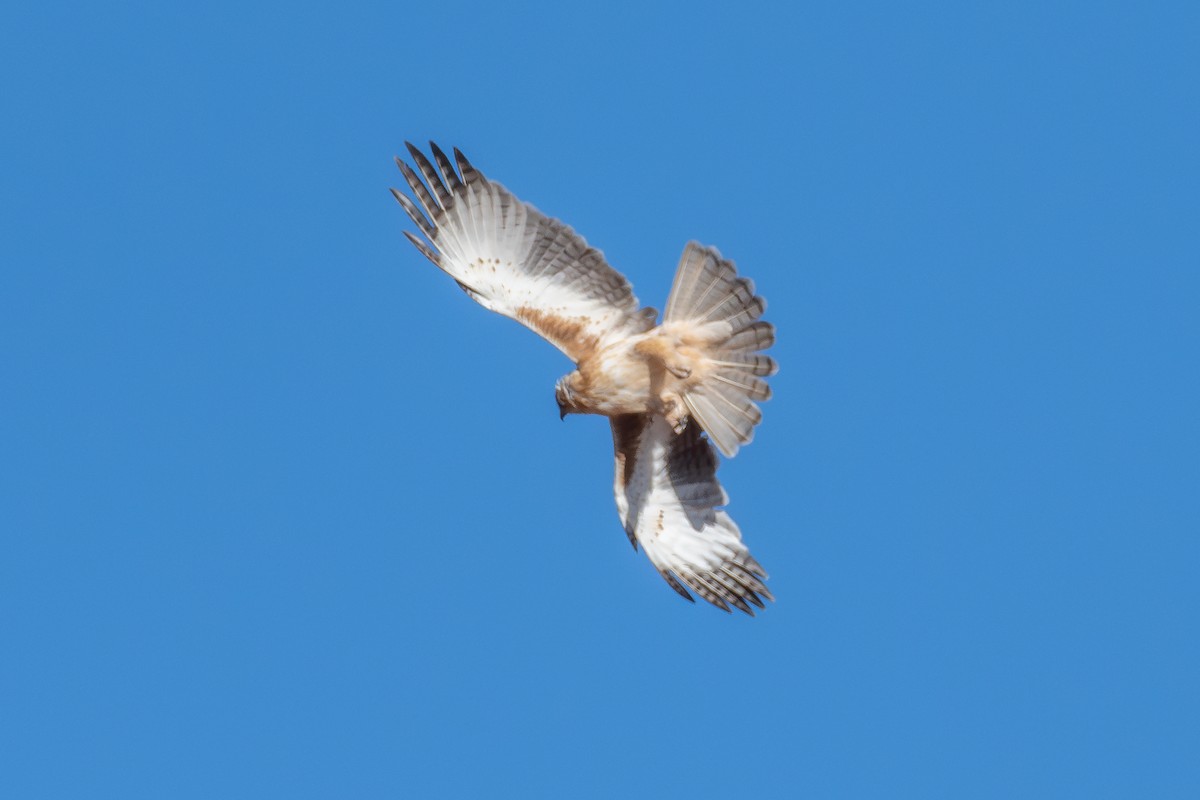 Little Eagle - ML642635292