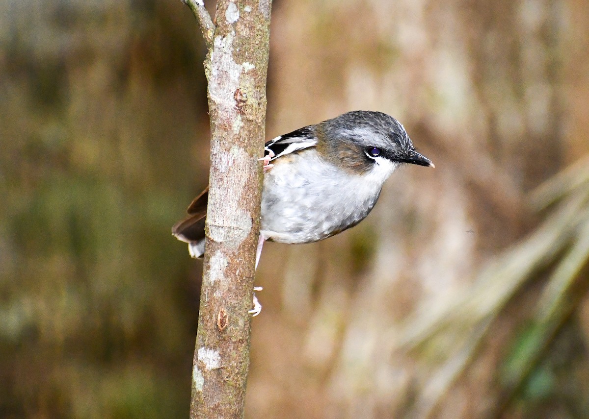 Gray-headed Robin - ML642635296