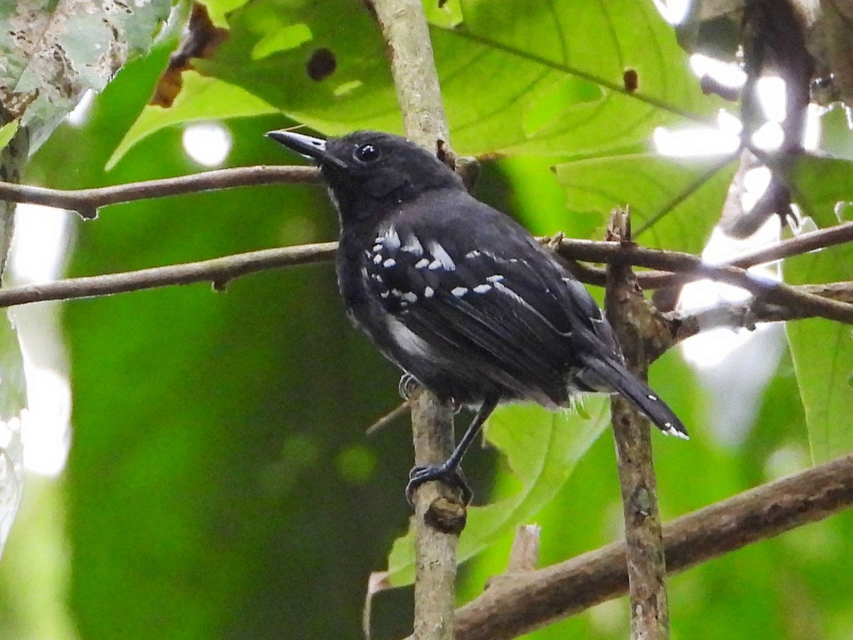 White-flanked Antwren - ML642635315