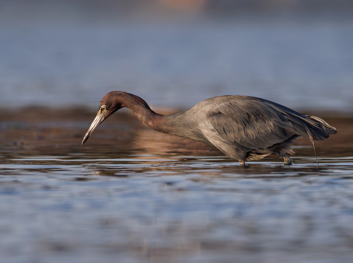 Little Blue Heron - ML642635334