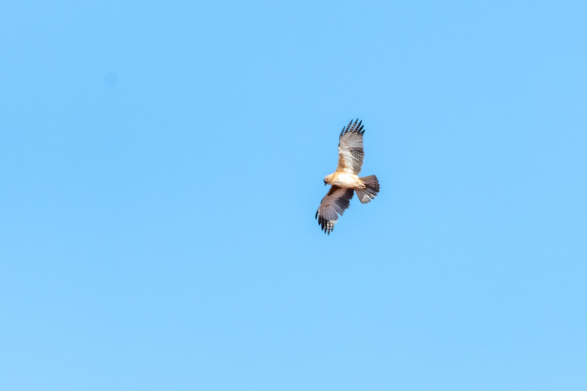 Little Eagle - ML642635335