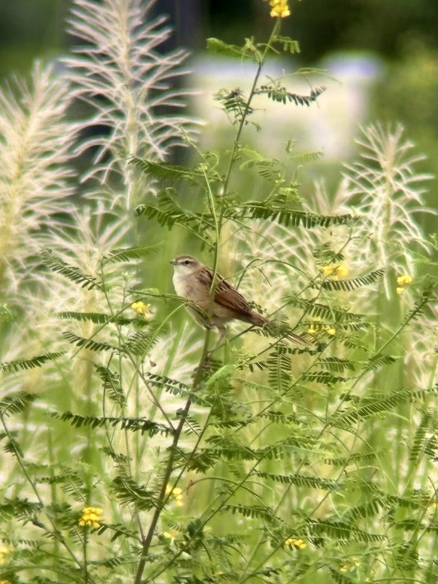 Striated Grassbird - ML642635375